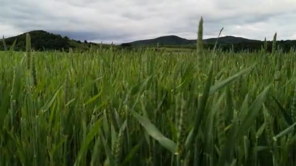 Trigo Verde Campo Cultivo Bajo Lluvia — Vídeos de Stock