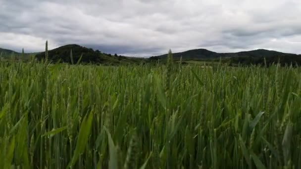 Grüner Weizen Auf Einem Feld Regen — Stockvideo