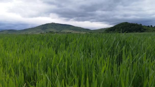 Green Wheat Farm Field Rain — Stock Video