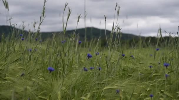 Centeno Verde Campo Agrícola Bajo Lluvia — Vídeos de Stock