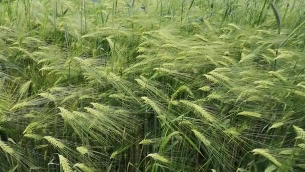 Centeio Verde Campo Fazenda Chuva — Vídeo de Stock