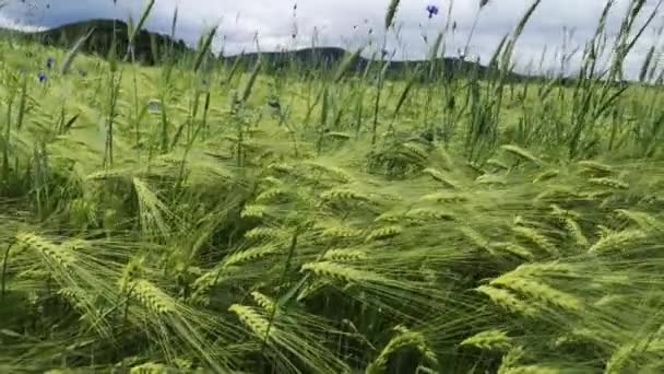 Zielone Żyto Polu Uprawnym Deszczu — Wideo stockowe
