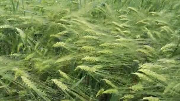 Seigle Vert Dans Champ Agricole Sous Pluie — Video