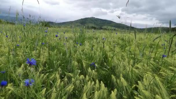 Centeio Verde Campo Fazenda Chuva — Vídeo de Stock