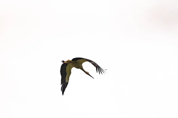 Una Cicogna Vola Cielo Tempestoso — Foto Stock