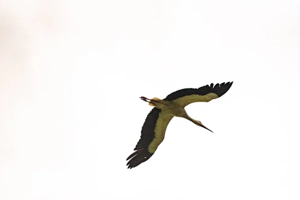 Una Cigüeña Vuela Cielo Tormentoso — Foto de Stock