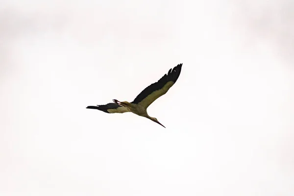 Stork Flies Stormy Sky — Stock Photo, Image