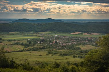 Yağmurda bir tarlada yeşil buğday