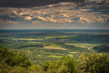 Yağmurda bir tarlada yeşil buğday