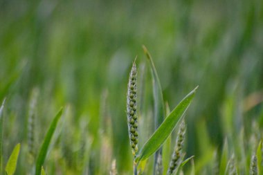 Yağmurda bir tarlada yeşil buğday