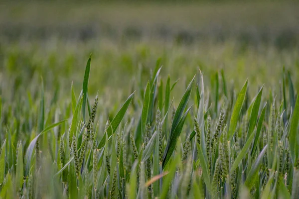 Green Wheat Farm Field Rain — Stock Photo, Image