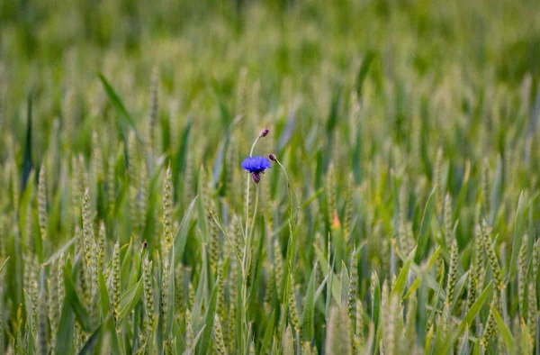 Зеленая Пшеница Поле Дождем — стоковое фото