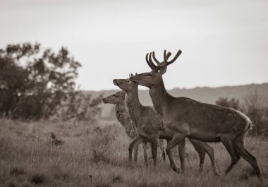 Noble Trinity denilen manzara