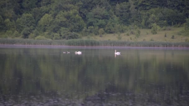 Família Cisnes Brancos Lago — Vídeo de Stock