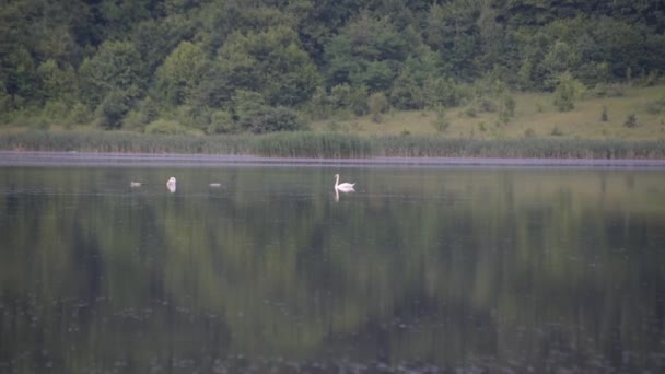 Familia Cisnes Blancos Lago — Vídeos de Stock