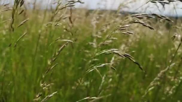Çayır Bitkileri Güçlü Bir Rüzgarda Sallanıyor — Stok video