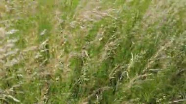 Çayır bitkileri güçlü bir rüzgarda sallanıyor