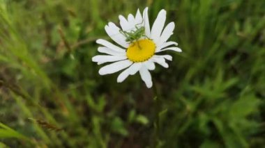 Çekirgeyle narin papatyalar.