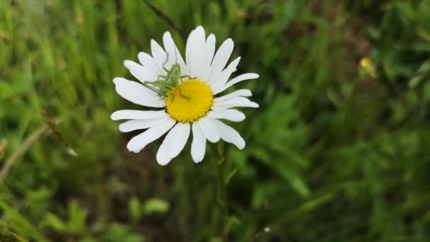 Marguerites délicates aux champs avec une sauterelle 