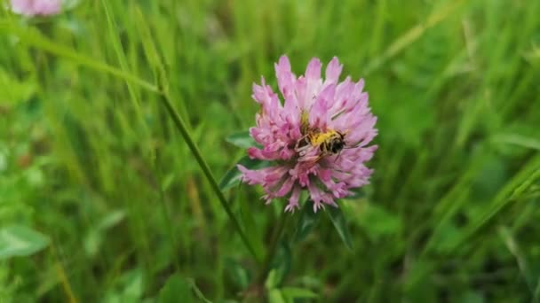 Abeja Salvaje Sentada Flor Trébol — Vídeos de Stock