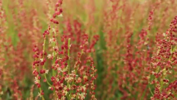 Sour Wild Flowering Sorrel Meadow — Stock Video