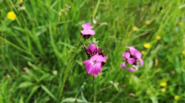 Rüzgarda uçuşan pembe karanfil