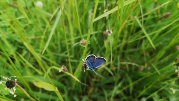 Blauer Kunterbunter Schmetterling Auf Einer Sommerwiese — Stockvideo