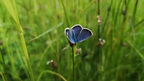 Niebieski Motyl Letniej Łące — Wideo stockowe