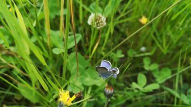 Yaz otlağında mavi bir kelebek
