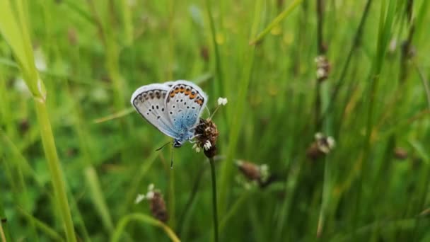 夏日草甸上的蓝斑蝶 — 图库视频影像
