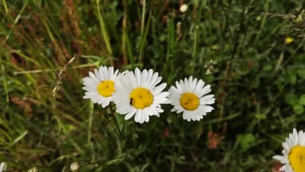 Delicate Veldmadeliefjes Met Een Insect — Stockvideo