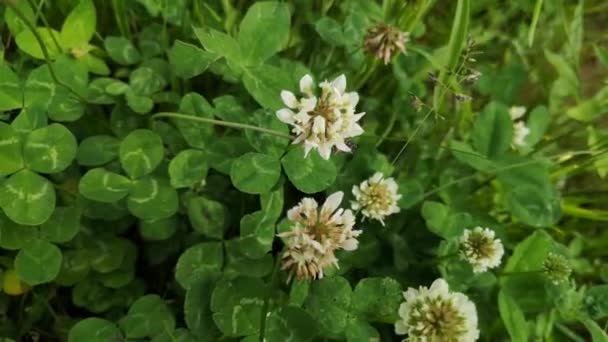 Wildklee Ufer Eines Sommerlichen Gebirgsflusses — Stockvideo