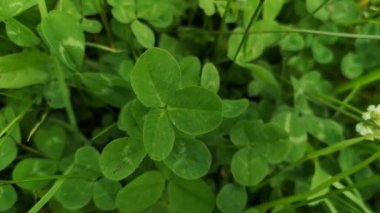 Yaz nehrinin kıyısında yabani yonca