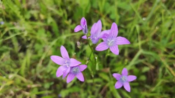 Hermosas Campanas Azules Que Extienden Abertura Abierta — Vídeo de stock