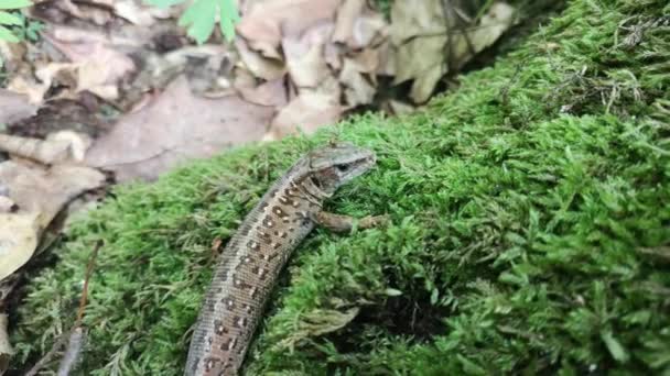森林里的蜥蜴Lacerta Agilis — 图库视频影像