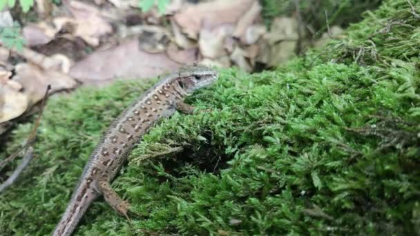 Lizard Lacerta Agilis Nella Foresta — Video Stock