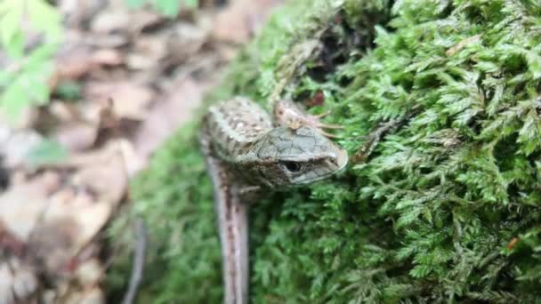 Ödla Lacerta Agilis Skogen — Stockvideo