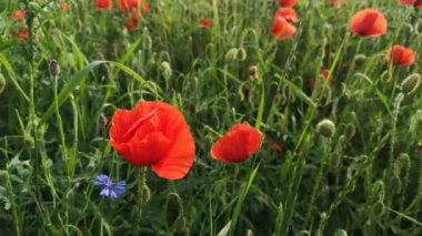 Tarlada büyük kırmızı tarla gelincikleri