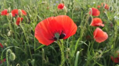 Tarlada büyük kırmızı tarla gelincikleri