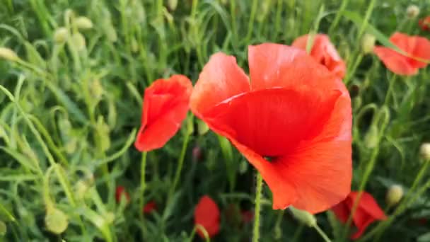 Grote Rode Veld Klaprozen Het Veld — Stockvideo