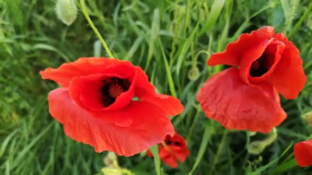 Grands coquelicots de champ rouge dans le domaine