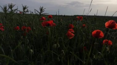 Tarlada büyük kırmızı tarla gelincikleri