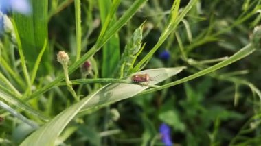 Böcek bir bitkinin rüzgarında oturuyor.