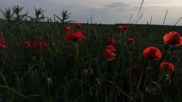 Μεγάλες Παπαρούνες Κόκκινο Πεδίο Στο Πεδίο — Αρχείο Βίντεο