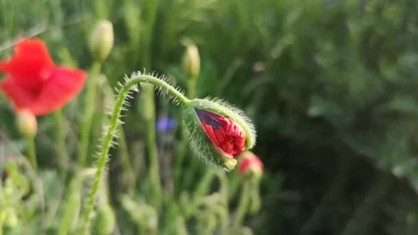 Grote Rode Veld Klaprozen Het Veld — Stockvideo