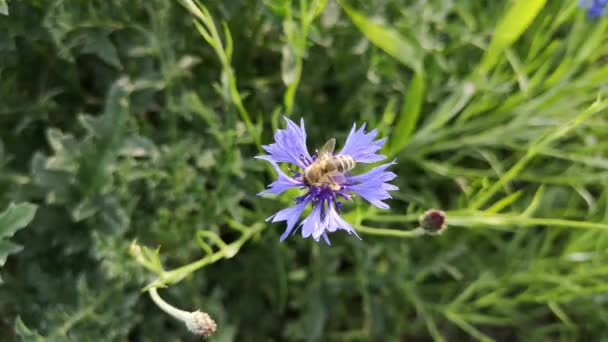 蓝色玉米花上的野蜂 — 图库视频影像