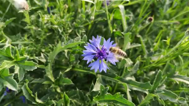 Dzika Pszczoła Niebieskim Chabrze — Wideo stockowe