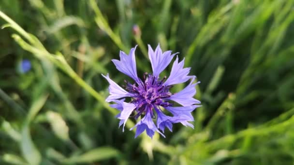 Primo Piano Fiore Fiordaliso Azzurro — Video Stock