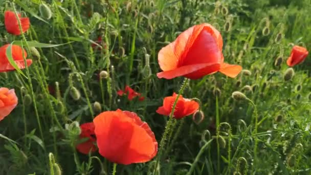 Große Rote Feldmohn Auf Dem Feld — Stockvideo