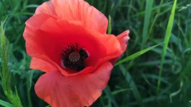 Tarlada büyük kırmızı tarla gelincikleri